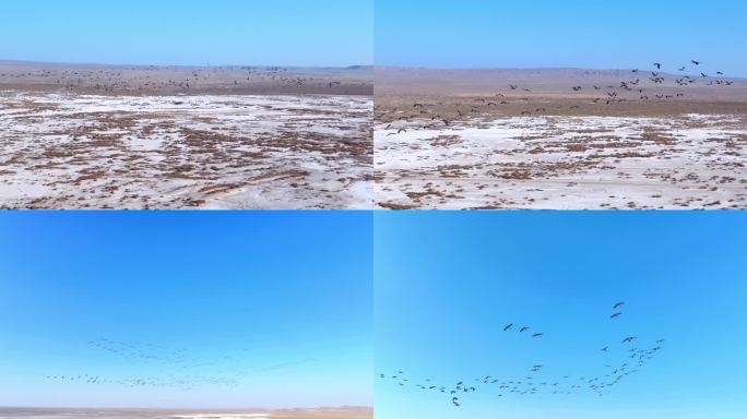 湿地公园  群鸟飞舞