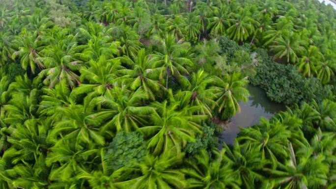 热带椰子树林