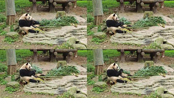 动物园熊猫