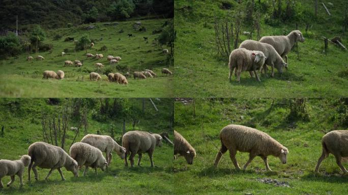 山坡草地绵羊吃草4k