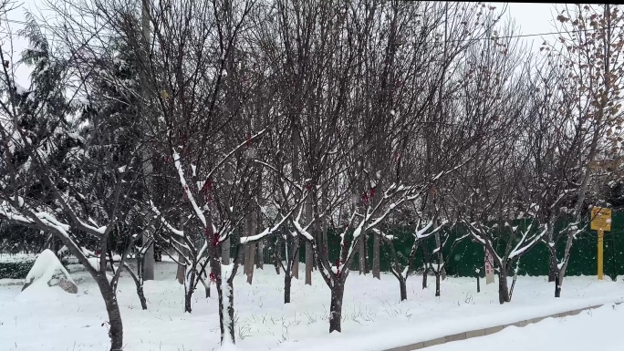 城市村庄下大雪实拍视频 雪中出行