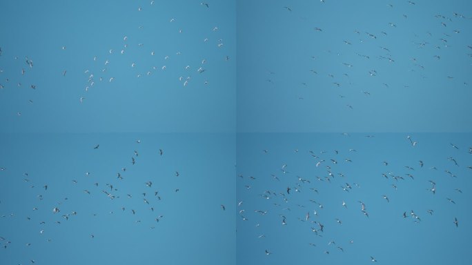 天空海鸥飞翔-升格动画