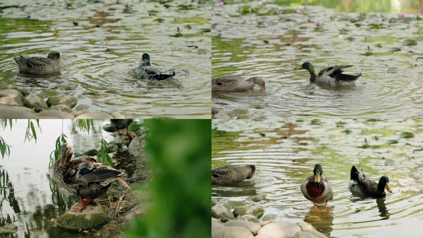 野鸭子戏水湖水升格慢动作