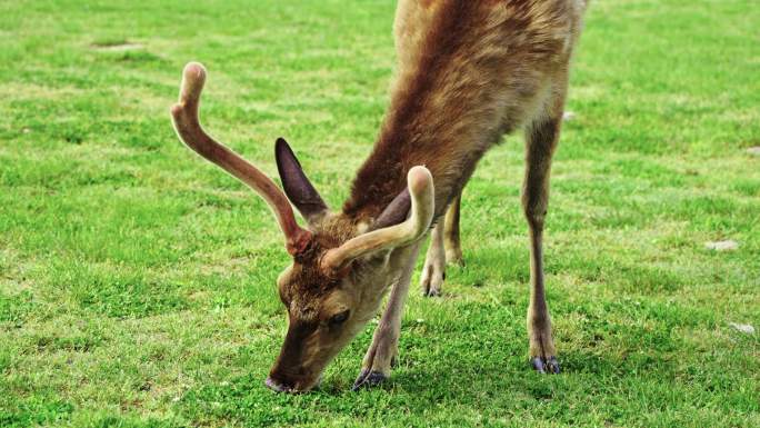 一个野生动物梅花鹿在吃草特写