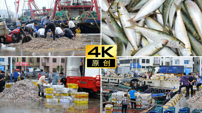 渔港海鲜市场渔船码头渔业生产海鱼渔民捕鱼