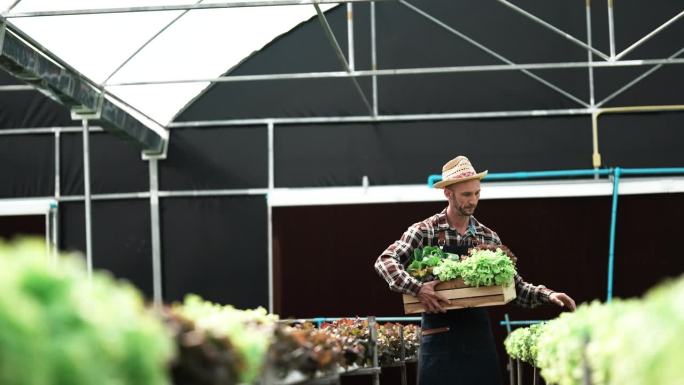 在有机蔬菜水培农场工作的白人男性农民。男水培沙拉园老板在温室种植园里接客户订单，把新鲜蔬菜装进送货箱