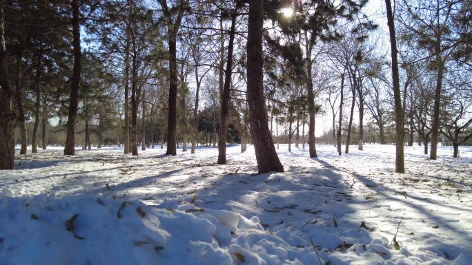 雪后树林光影变化阳光树林雪后初晴时间流逝