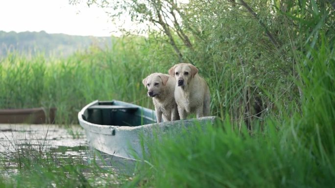 两只拉布拉多猎犬在平静的水面上警觉地站在船上，他们的姿态暗示着冒险