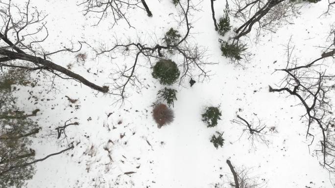 航拍在雪中雪地中行走