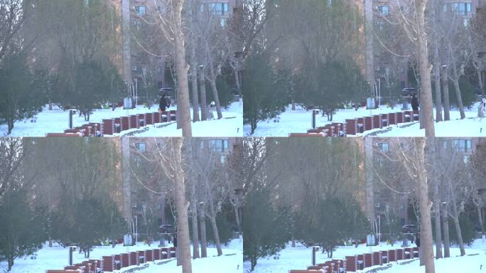 公园风景树枝阳光雪后晴天冬天