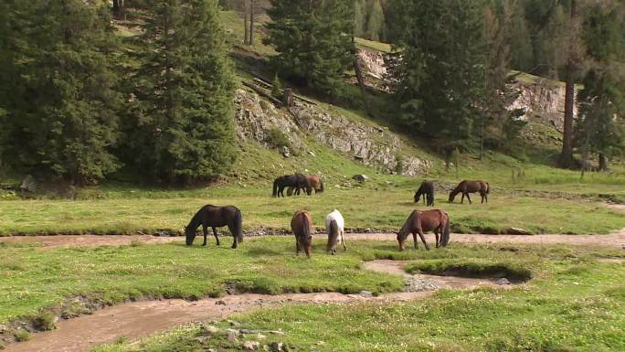 新疆牧场放牧 马儿吃草