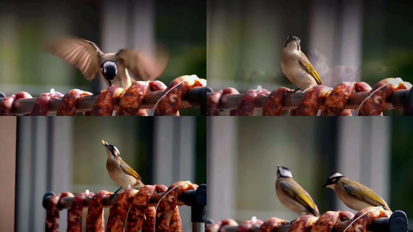 小鸟白头鹎偷吃香肠