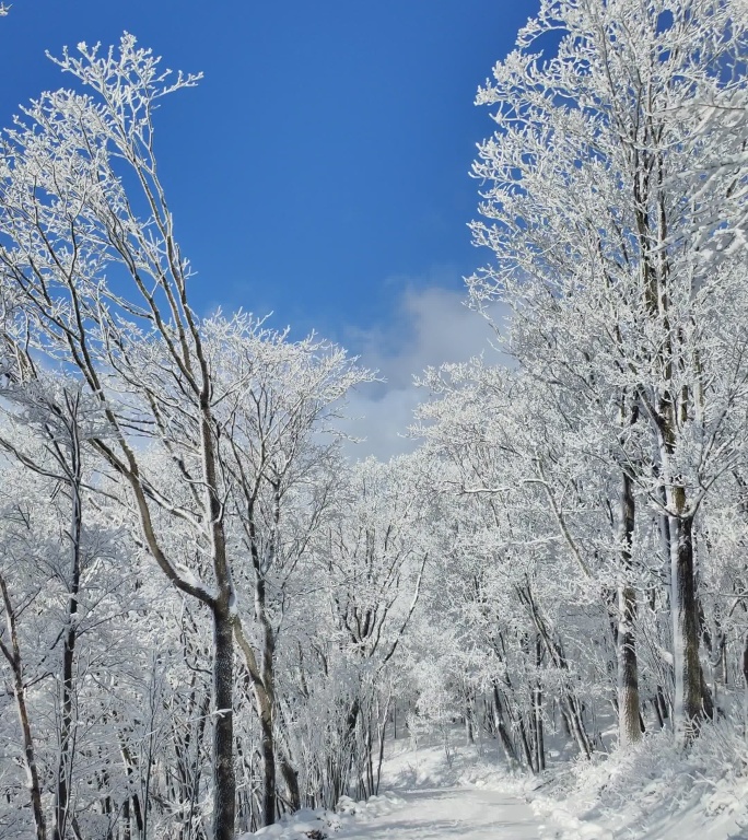 ⚝4K竖屏⚝原始素材东北雪景雾凇雪凇树挂