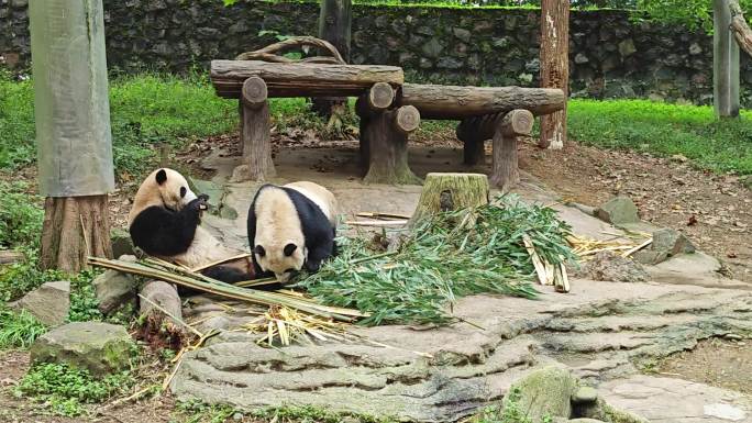 动物园里的熊猫