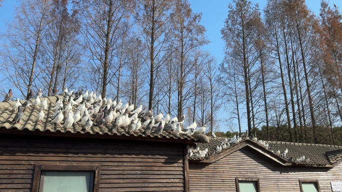 屋顶上栖息的鸽子群