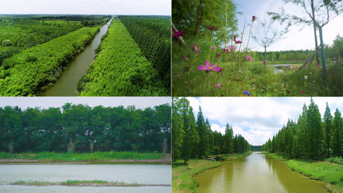 盐城东台黄海国家森林公园