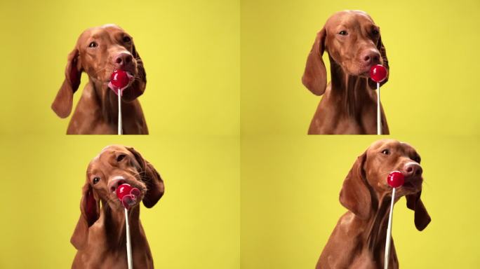 一只好奇的维兹拉狗
目不转睛地盯着一根棒棒糖，在黄色背景下伸出舌头