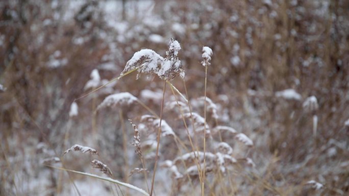 冬天雪花飘落到植物上随风而去