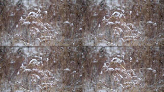 冬天雪花飘落到植物上随风而去