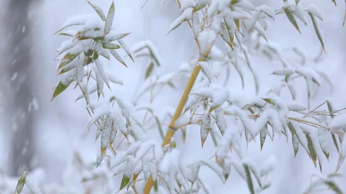 北京下雪竹林大雪唯美空镜素材