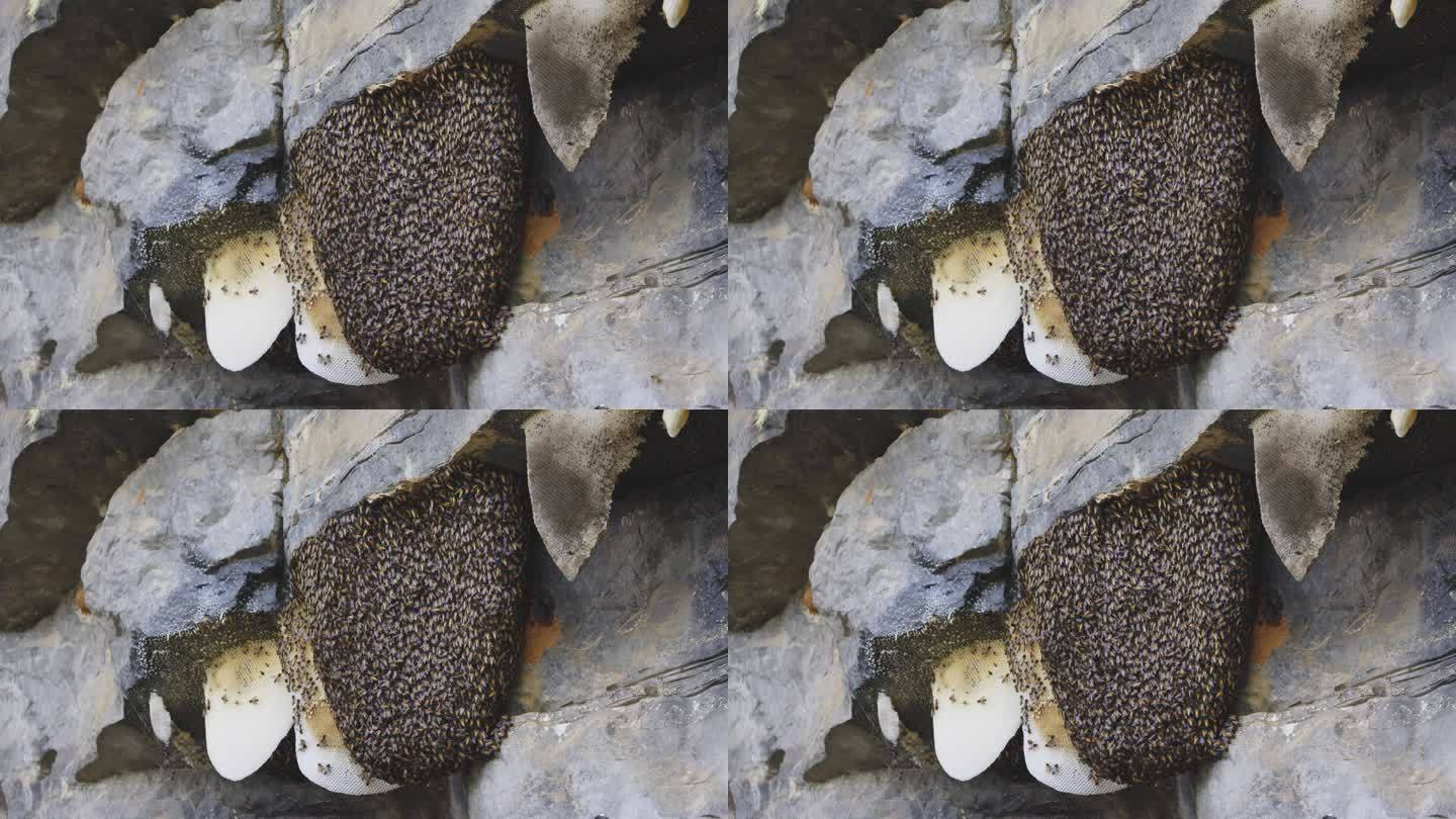泰国悬崖上飞出巢的蜜蜂。