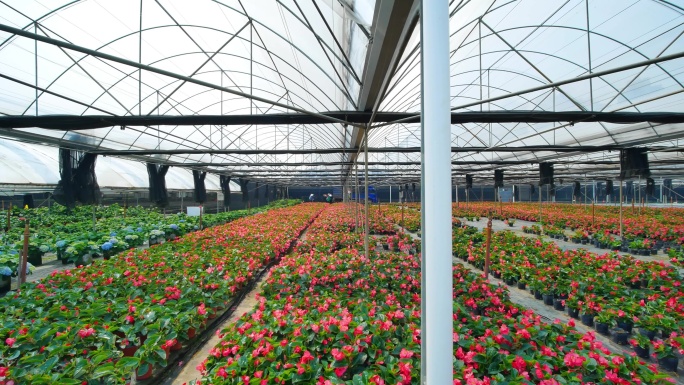 温室大棚花卉种植育苗