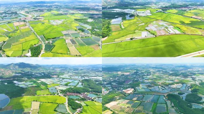 农田 稻田 农业农村 乡村振兴