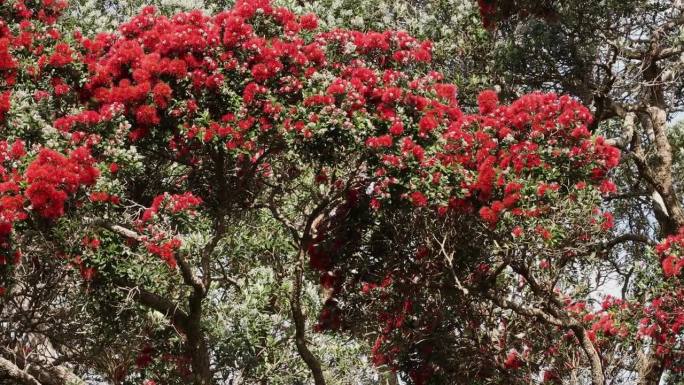 新西兰的圣诞树，Pohutukawa