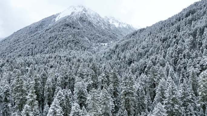 西藏林芝巴松措，无人机飞越雪山森林航拍