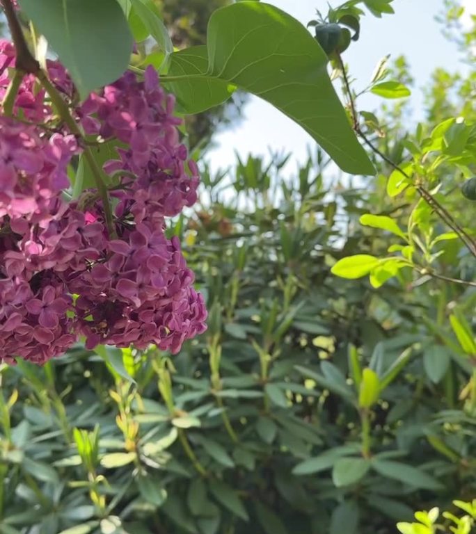 丁香盛开的花朵靠近