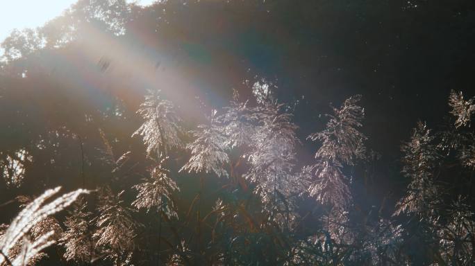 秋天阳光下随风飘动的芦苇