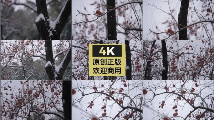 北京雪天的柿子树和麻雀啄食