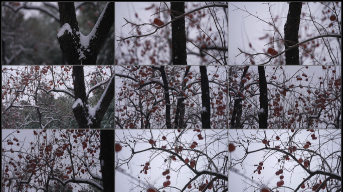 北京雪天的柿子树和麻雀啄食