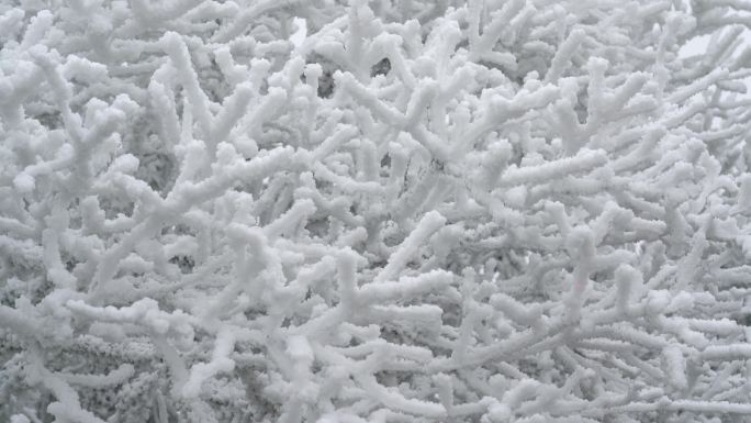 4K 冬天树枝上雾凇雪景