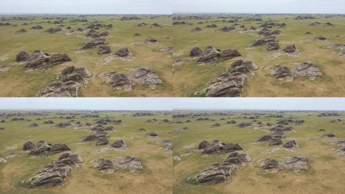内蒙古北部草原的牛粪石