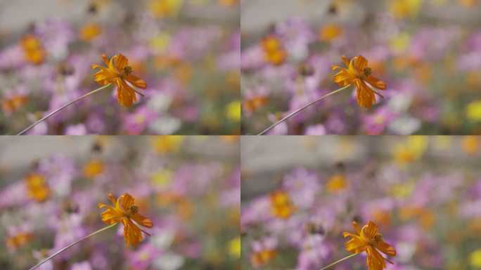 北京奥林匹克森林公园建筑景色植物花朵奥森