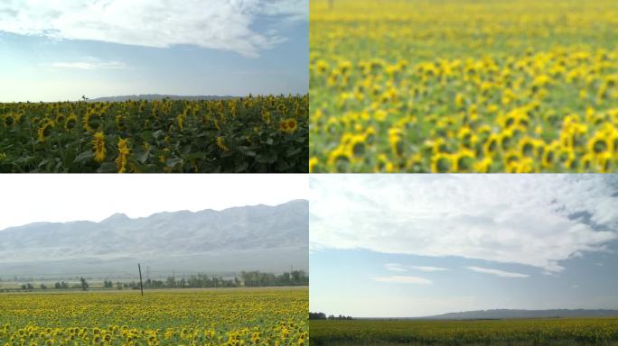 新疆喀什白沙山景区向日葵