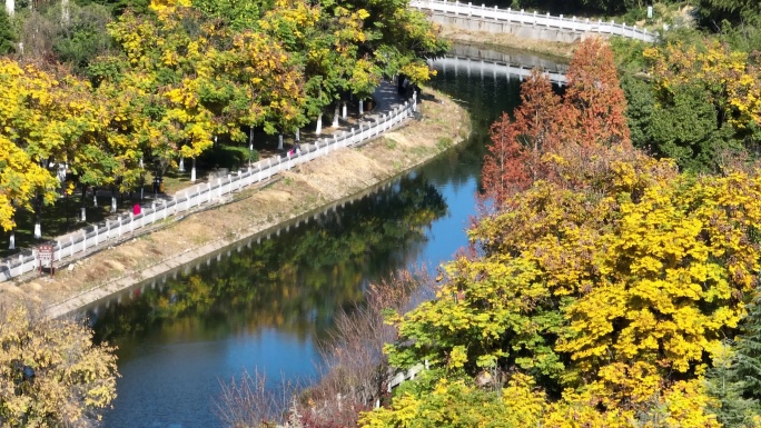 城市秋景4K