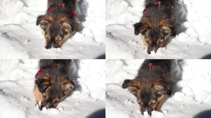 可爱的小狗在雪地里嗅嗅挖挖，慢动作