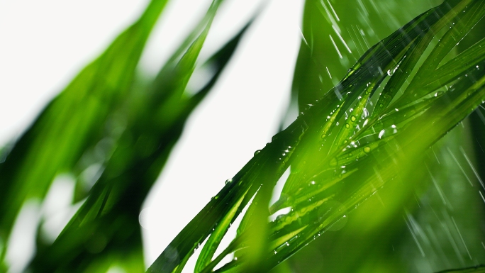 绿叶下雨唯美空镜