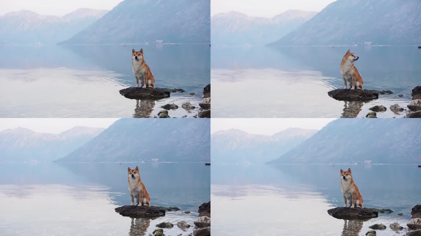 柴犬站在湖边的石头上，群山的宁静作为背景