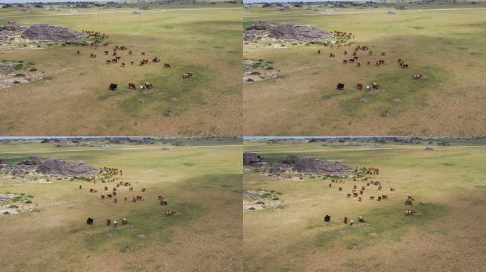内蒙古北部草原的牛