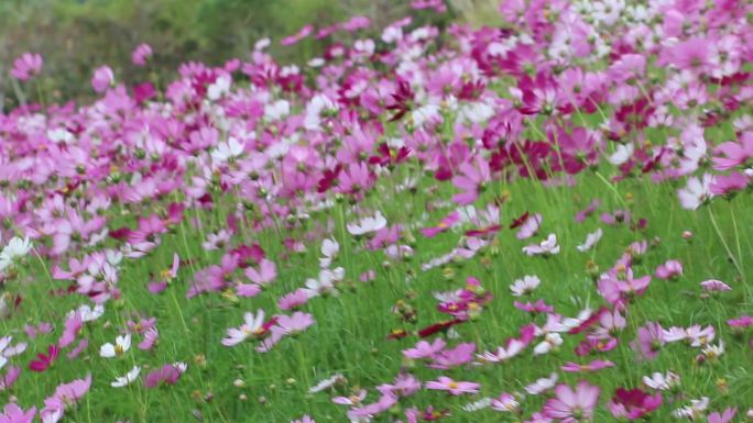 格桑花随风