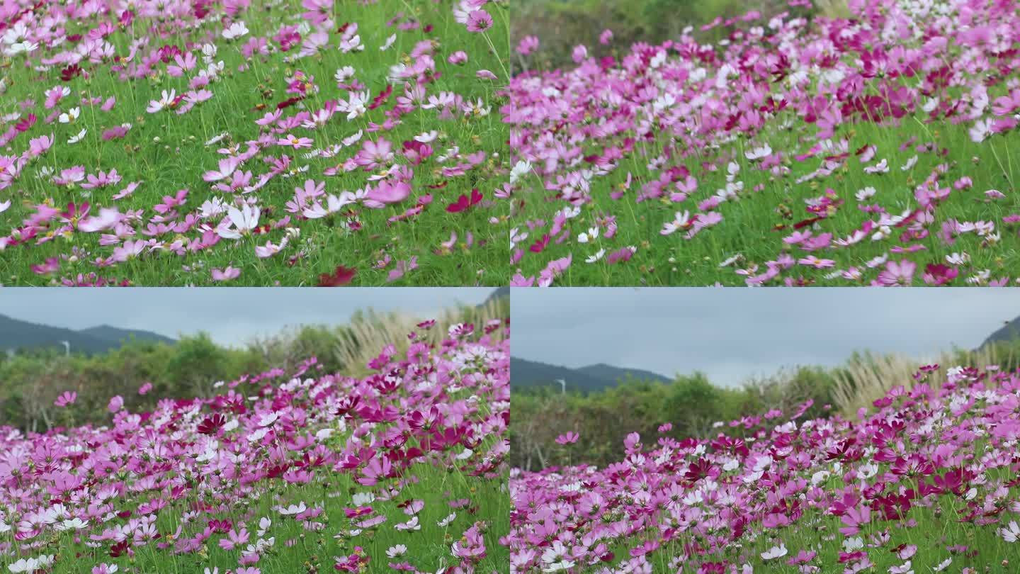 格桑花随风