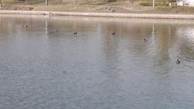 【4K合集】上海之鱼湖畔大鹅鸟
