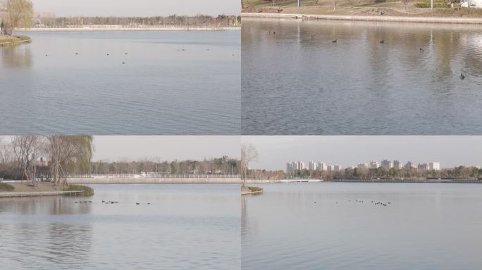 【4K合集】上海之鱼湖畔大鹅鸟