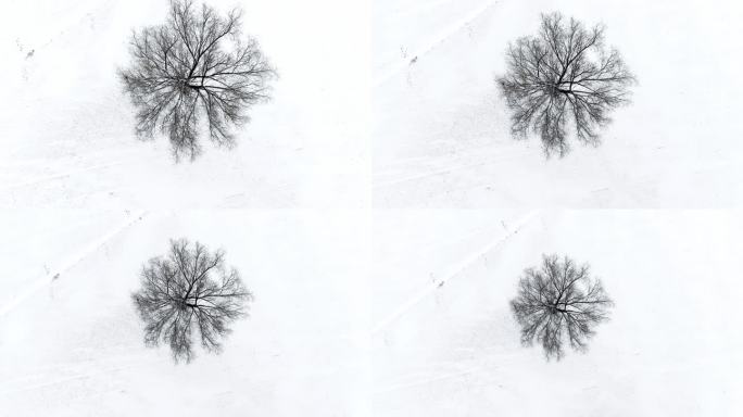 俯拍雪后原野上的一棵树树缓慢拉远