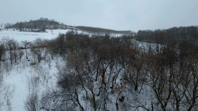 3跑山黑猪 藏香猪  东北雪山  下雪