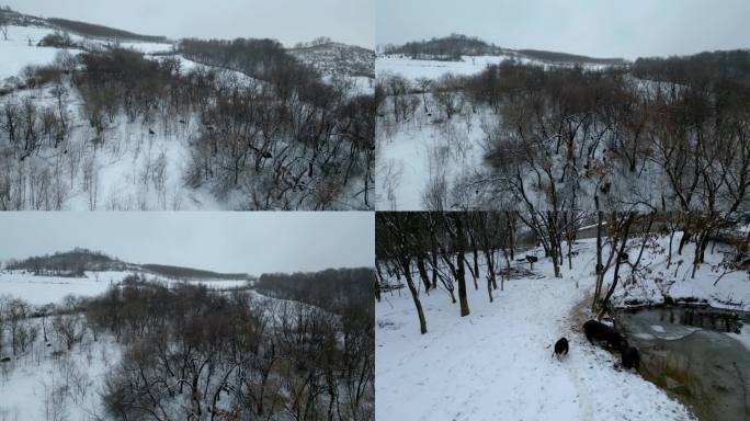 3跑山黑猪 藏香猪  东北雪山  下雪