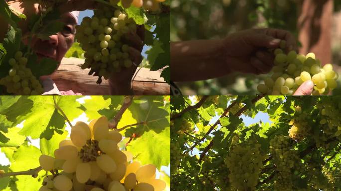 新疆果农在果园里摘葡萄